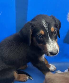 DUKE -  Mixed Breed Dog for Adoption in Dallas, Texas - DUKE | PetCurious