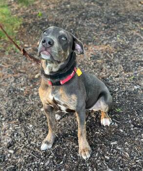 Piper -  American Bully and Mastiff Dog for Adoption in Cleveland, Ohio - Piper | PetCurious