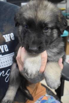 German Shepherd Dog and Mixed Breed Dogs Available for Adoption - Walter (L522 P4) | PetCurious