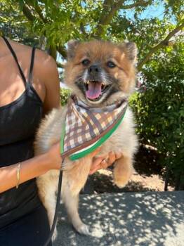 Prince -  Pomeranian Dog for Adoption in Kingsburg, California - Prince | PetCurious