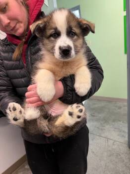 Husky and Shepherd Dogs Available for Adoption in Yellowknife, Northwest Territories - Dory | PetCurious