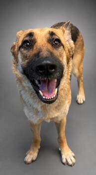 Natie -  German Shepherd Dog and Mixed Breed Dog for Adoption in Bowling Green, Kentucky - Natie | PetCurious