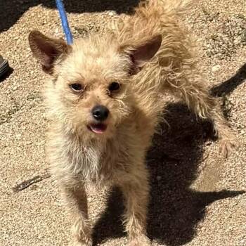 Simba -  Chihuahua Dog for Adoption in Williston, Vermont - Simba | PetCurious