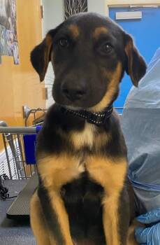 Riptide -  Mixed Breed Dog for Adoption in Ocala, Florida - Riptide | PetCurious
