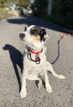 Rescue Jack Russell Terrier and Parson Russell Terrier Dogs for Adoption in Lakeport, California - Maize | PetCurious