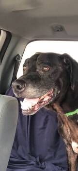 Rescue Labrador Retriever and Mixed Breed Dogs for Adoption in Macon, Georgia - Paul | PetCurious