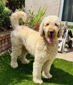 Jelly Bean -  Golden Retriever and Standard Poodle Dog for Adoption in Palo Alto, California - Jelly Bean | PetCurious