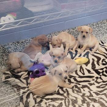 Mars -  Chihuahua and Mixed Breed Dog for Adoption in Madisonville, Tennessee - Mars | PetCurious