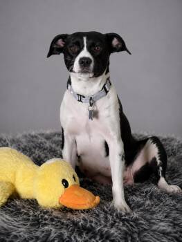 Clover -  Boston Terrier and Labrador Retriever Dog for Adoption in Palo Alto, California - Clover | PetCurious
