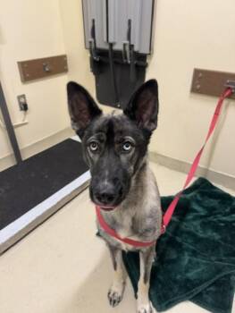 A198934 -  Belgian Shepherd Malinois Dog for Adoption in Fremont, California - A198934 | PetCurious