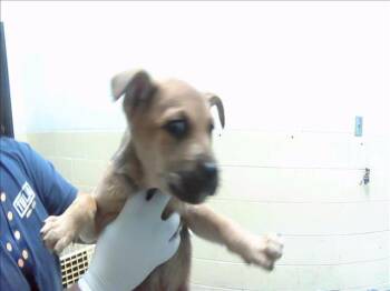 Pit Bull Terrier and Mixed Breed Dogs Available for Adoption in Tulsa, Oklahoma - RED | PetCurious