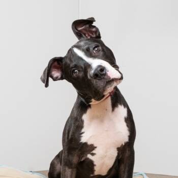 Rescue Pit Bull Terrier Dogs for Adoption in Palm Springs, California - Quinten | PetCurious