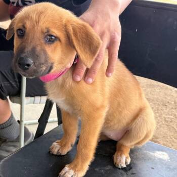 Cattle Dog and German Shepherd Dog Dogs Available for Adoption in Rancho Santa Margarita, California - Rosie | PetCurious