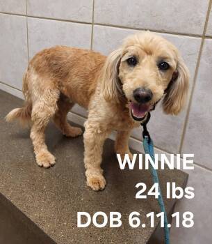 Winnie -  Goldendoodle Dog for Adoption in Salisbury, North Carolina - Winnie | PetCurious