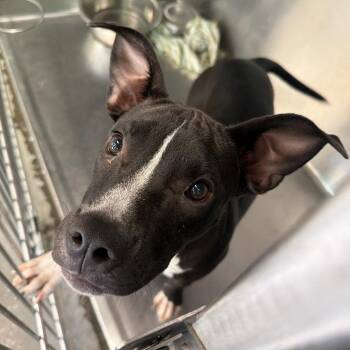 Glimmora -  Mixed Breed Dog for Adoption in Columbus, Georgia - Glimmora | PetCurious
