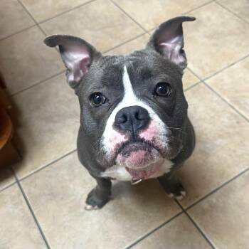 Kasey -  American Bully and American Staffordshire Terrier Dog for Adoption in Corpus Christi, Texas - Kasey | PetCurious