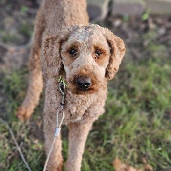 Autumn -  Goldendoodle Dog for Adoption in Shiloh, Illinois - Autumn | PetCurious