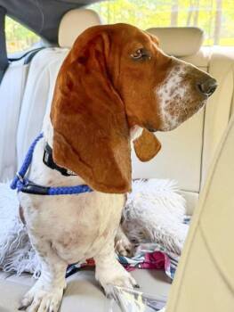 COPPER MS - ADOPTION PENDING! -  Basset Hound Dog for Adoption in Hamilton, New Jersey - COPPER MS - ADOPTION PENDING! | PetCurious