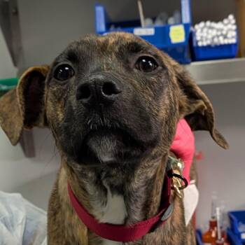 Chip -  Mixed Breed Dog for Adoption in Greenville, South Carolina - Chip | PetCurious