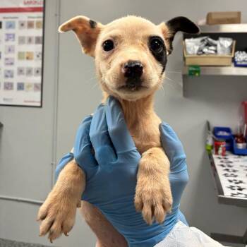 Bubbly -  Retriever Dog for Adoption in Greenville, South Carolina - Bubbly | PetCurious