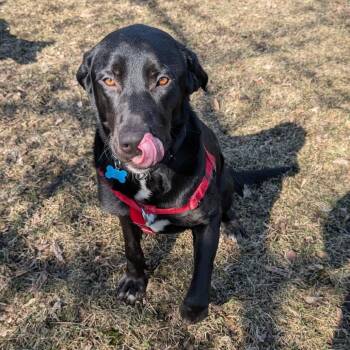 Black Labrador Retriever Dogs Available for Adoption - Kermit | PetCurious