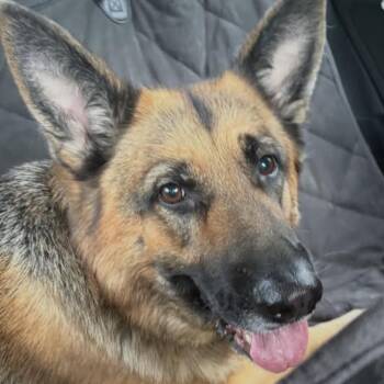 German Shepherd Dog Dogs Available for Adoption in New Ringgold, Pennsylvania - Sophie (26-193) | PetCurious
