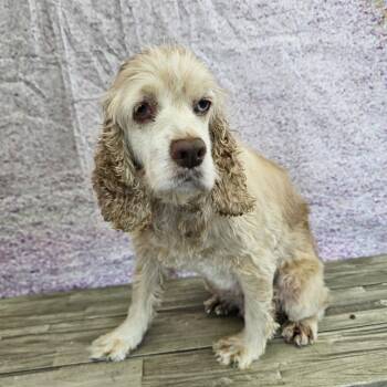 Cora -  Cocker Spaniel Dog for Adoption in Normal, Illinois - Cora | PetCurious