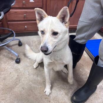 Kimchi -  Husky and Mixed Breed Dog for Adoption in West Point, Mississippi - Kimchi | PetCurious