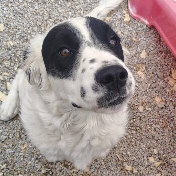 Yang -  Great Pyrenees and Mixed Breed Dog for Adoption in Springtown, Texas - Yang | PetCurious