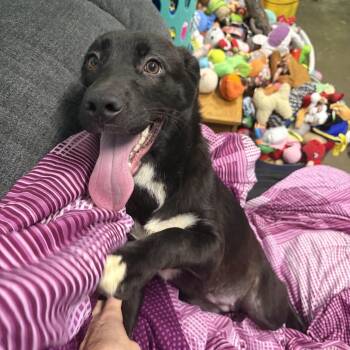 Salsa -  Mixed Breed Dog for Adoption in Seneca, Pennsylvania - Salsa | PetCurious