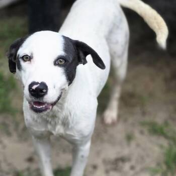 Betsy -  Pit Bull Terrier Dog for Adoption in Columbia, South Carolina - Betsy | PetCurious