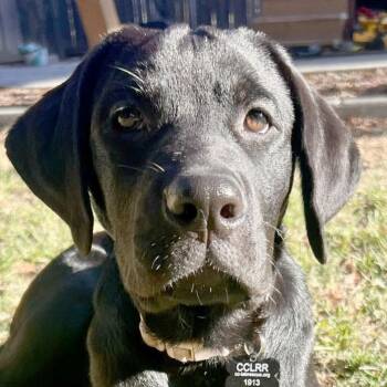 Rosie -  Labrador Retriever Dog for Adoption in Concord, California - Rosie | PetCurious