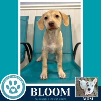 Labrador Retriever Dogs Available for Adoption in Kimberton, Pennsylvania - Bloom (Bonny