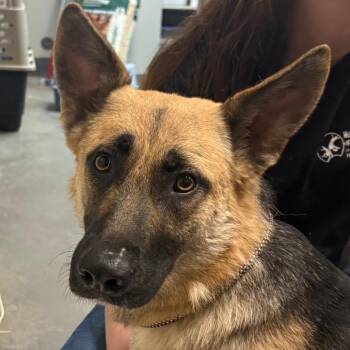 Osa -  German Shepherd Dog Dog for Adoption in Yuma, Arizona - Osa | PetCurious