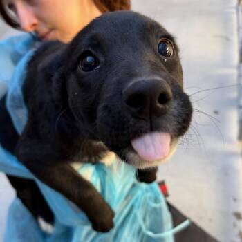 Australian Cattle Dog Blue Heeler Dogs Available for Adoption in Reno, Nevada - Sarah | PetCurious