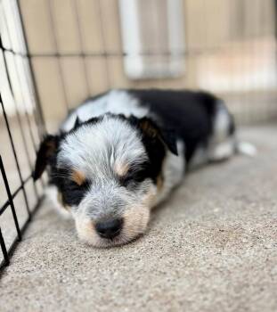 Magpie -  Australian Cattle Dog Blue Heeler Dog for Adoption in Paso Robles, California - Magpie | PetCurious