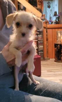 Tootsie -  Chihuahua and Poodle Dog for Adoption in Toronto, Ontario - Tootsie | PetCurious