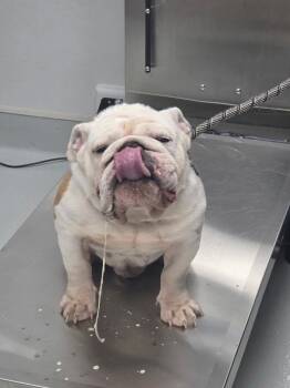 Pen 207 -  English Bulldog Dog for Adoption in Lawrenceville, Georgia - Pen 207 | PetCurious