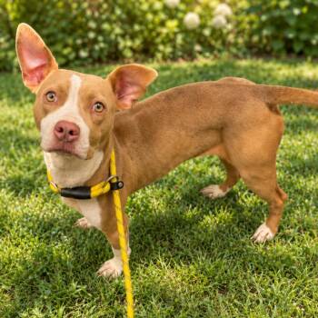 Pearl -  Mixed Breed Dog for Adoption in Columbiana, Alabama - Pearl | PetCurious