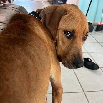 Otis -  Hound and Mixed Breed Dog for Adoption in Merritt Island, Florida - Otis | PetCurious