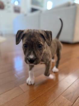 Alannah -  Pit Bull Terrier and Mixed Breed Dog for Adoption in Denver, Colorado - Alannah | PetCurious