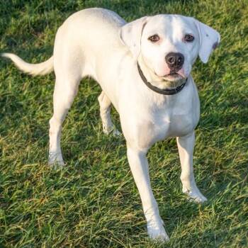 ALEXIA -  Pit Bull Terrier and Mixed Breed Dog for Adoption in St. Louis, Missouri - ALEXIA | PetCurious