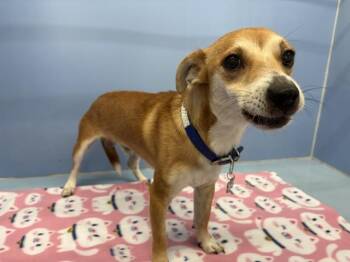 PRETTY BOY -  Chihuahua Dog for Adoption in San Bernardino, California - PRETTY BOY | PetCurious