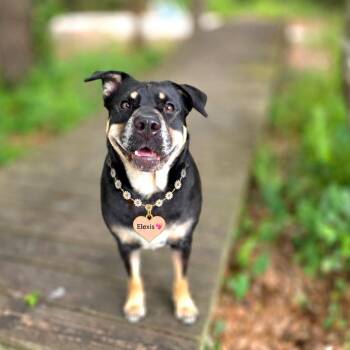Elexis -  Mixed Breed Dog for Adoption in Port Charlotte, Florida - Elexis | PetCurious