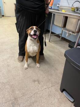 Boxer and Mixed Breed Dogs Available for Adoption in Burnsville, North Carolina - Duke | PetCurious