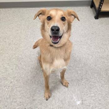 Hound Dogs Available for Adoption - Dandelion | PetCurious