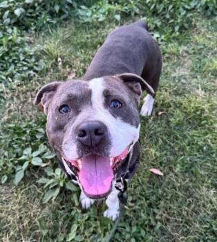 Kash -  Mixed Breed and American Staffordshire Terrier Dog for Adoption in Austin, Texas - Kash | PetCurious