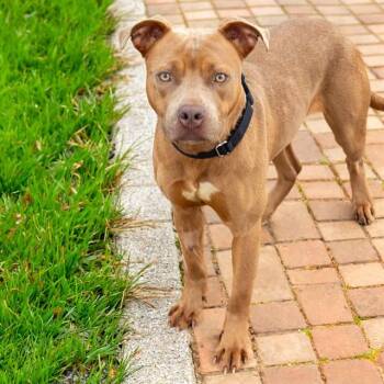 SANDY BROWN -  Pit Bull Terrier and Mixed Breed Dog for Adoption in St. Louis, Missouri - SANDY BROWN | PetCurious