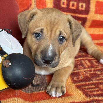 Justice Pup - Bail -  Labrador Retriever and Terrier Dog for Adoption in San Diego, California - Justice Pup - Bail | PetCurious