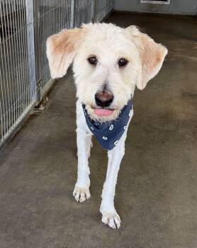 Waylon -  Sheepadoodle Dog for Adoption in Canutillo, Texas - Waylon | PetCurious